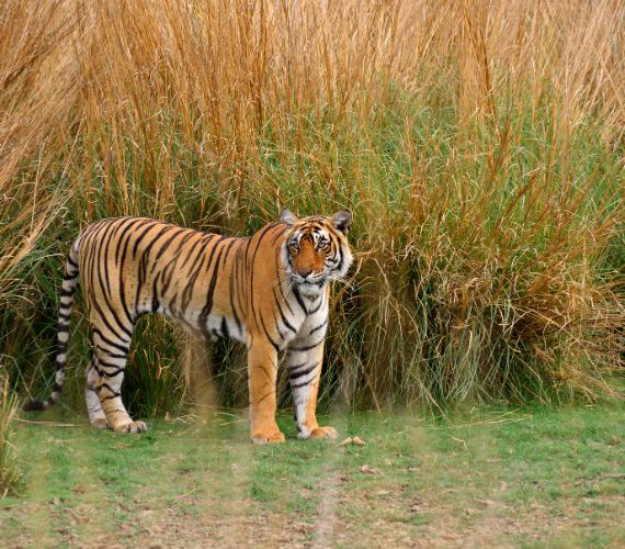 Jim Corbett National Park Holidays