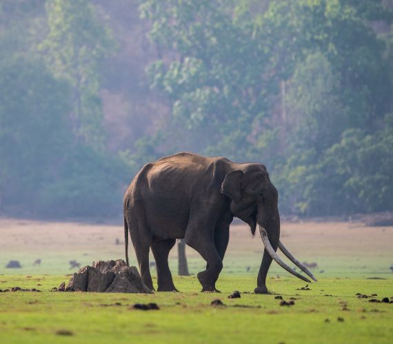 Nagarhole National Park Packages
