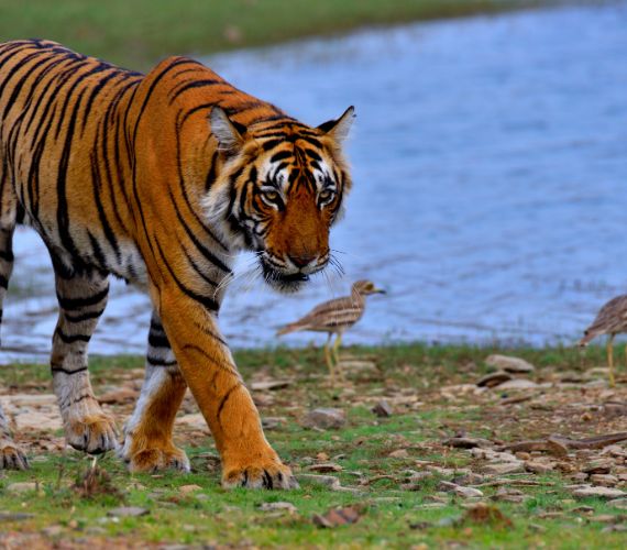 Ranthambore National Park Packages