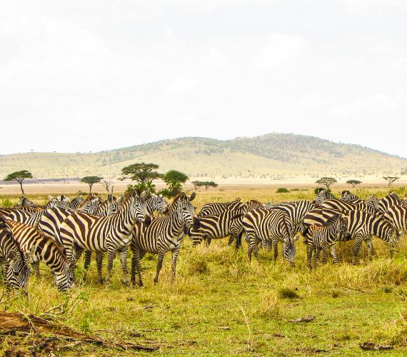bandipur-national-park